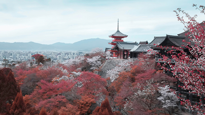 日本 高度人才管理签证